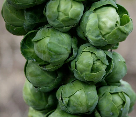 Long Island Improved Brussel Sprouts