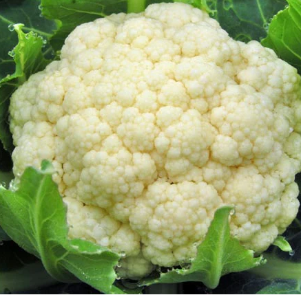 Snowball Self Blanching Cauliflower