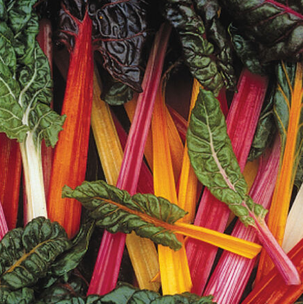Bright Lights Swiss Chard