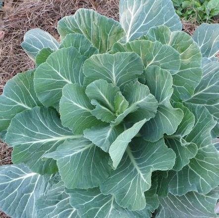 Georgia Collards