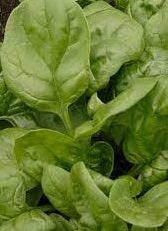 Olympia Spinach