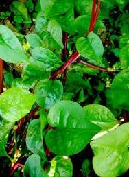 Red Malabar Spinach