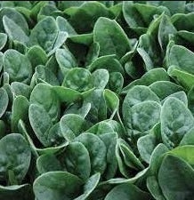 Seaside Spinach