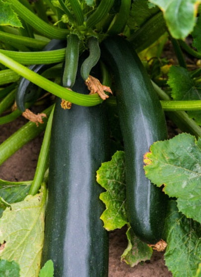 Black Beauty Zucchini