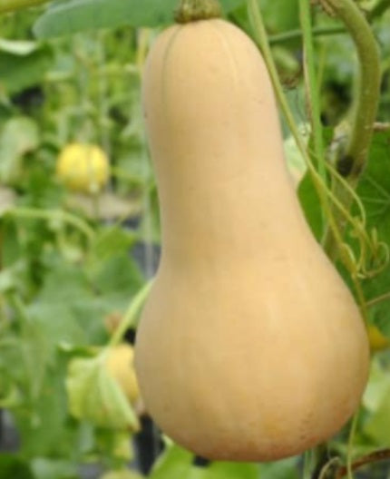 Butternut Squash