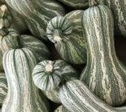 Cushaw Winter Squash