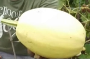 Spaghetti Squash