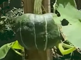 Burgess Buttercup Squash