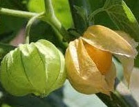 Aunt Molly's Ground Cherry
