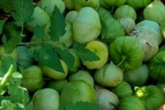 Rio Grande Verde Tomatillo