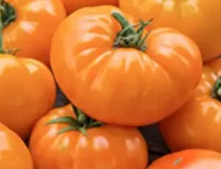 Amana Orange Tomato