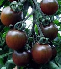 Black Cherry Tomato