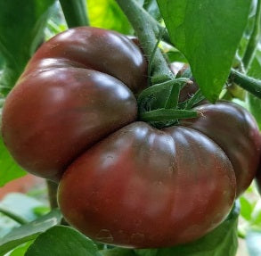 Black Krim Tomato