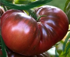Brandywine Black Tomato