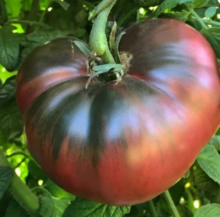 Cherokee Purple Tomato