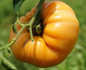 Kellogg Breakfast Tomato