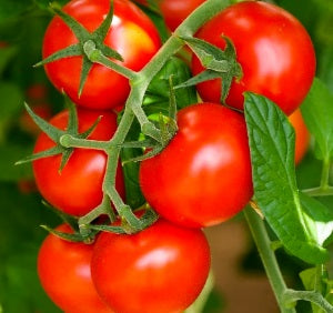 Large Red Cherry Tomato