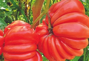 Mushroom Basket Tomato