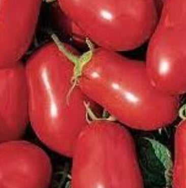 TOMATO ~ Rio Grande (SPECIAL VALUE)