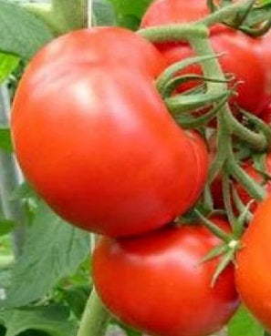 Rutgers Tomato