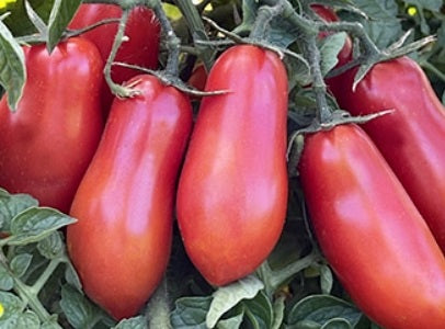 San Marzano Tomato