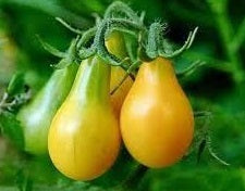 Yellow Pear Tomato
