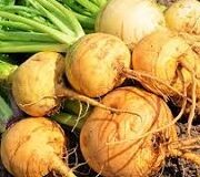 Golden Ball Turnip