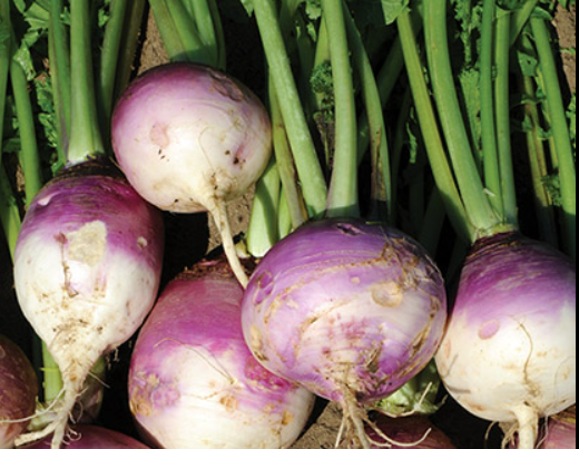 Purple Top Turnip