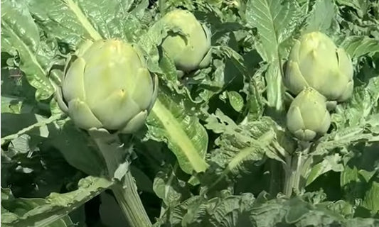 Green Globe Artichoke