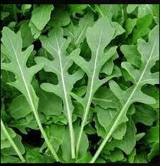 Rocket Arugula – Homestead Heart