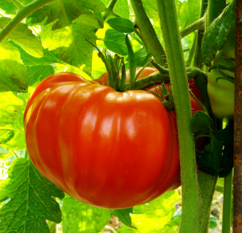 Big Beefsteak Tomato