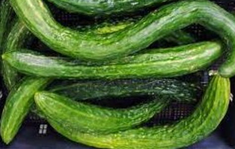 Suyo Long Cucumber