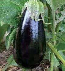 Florida Market Eggplant