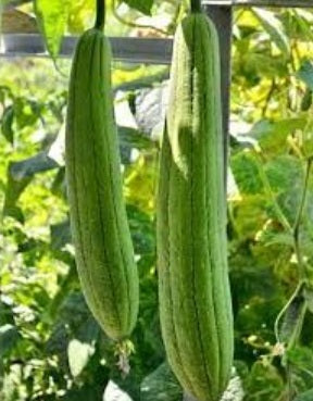 Luffa Sponge Gourd