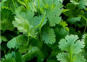 Leisure Cilantro – Homestead Heart