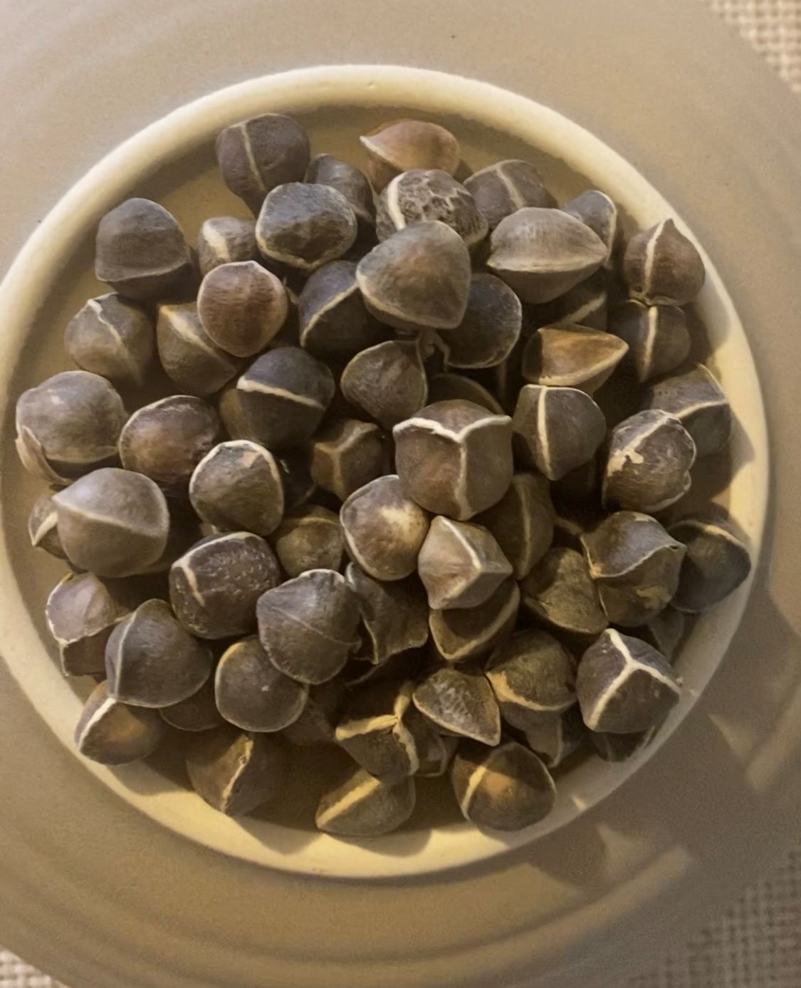 Moringa Oleifera Seeds