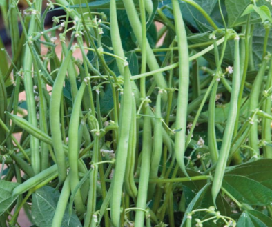 Jade Bush Bean