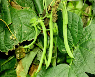 Kentucky Wonder Pole Bean