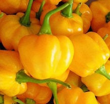 Yellow Scotch Bonnet Pepper