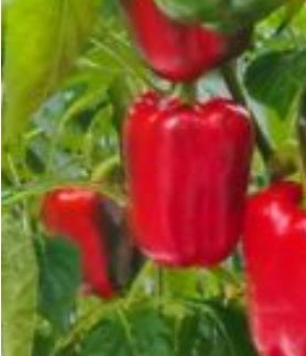 Big Red Bell Pepper