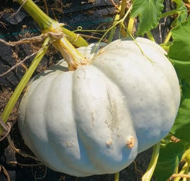 Jarrahdale Pumpkin