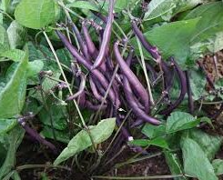 Royal Burgundy Bean - Bush