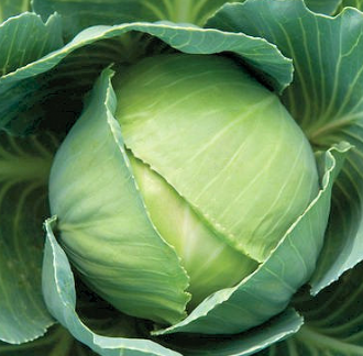 Early Round Dutch Cabbage