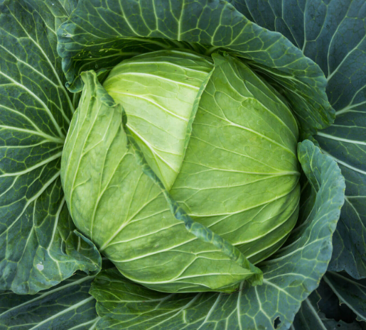 Golden Acre Cabbage