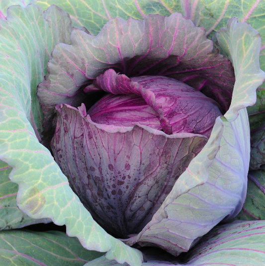 Red Acre Cabbage