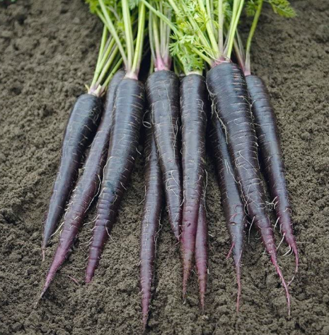 Black Nebula Carrot