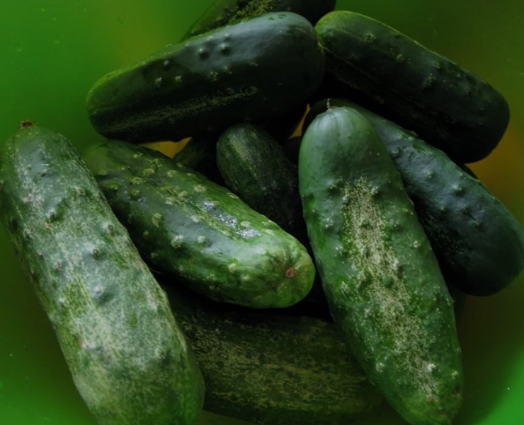 Boston Pickling Cucumber