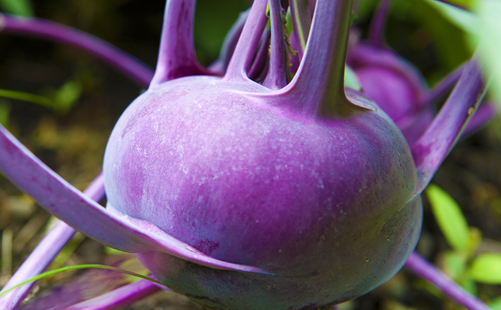 Purple Vienna Kohlrabi