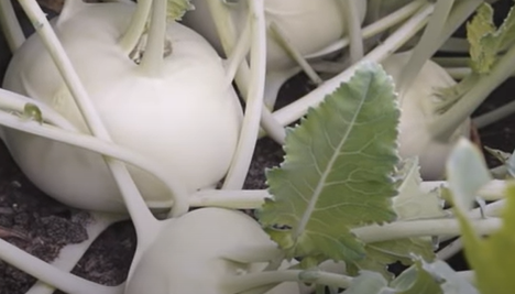 White Vienna Kohlrabi