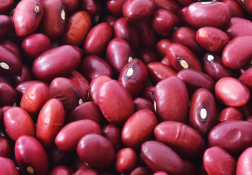 Small Red Bean – Bush Variety